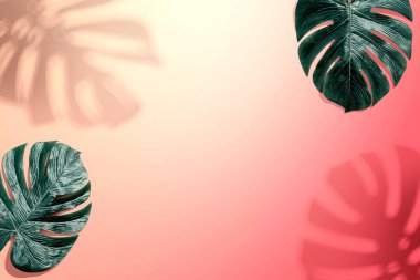 Gölgeli tropik canavar yaprağı