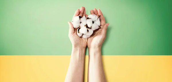 Mãos femininas segurando flores de algodão — Fotografia de Stock