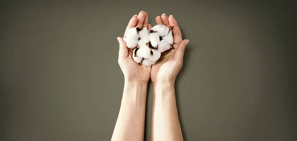 Mani femminili che tengono fiori di cotone — Foto Stock