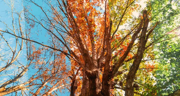 Árbol cambiando gradualmente de verano a invierno —  Fotos de Stock