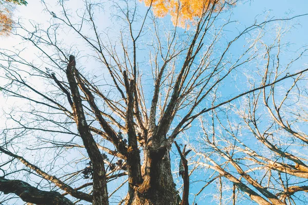 Grande árvore de inverno cedo em um dia ensolarado — Fotografia de Stock