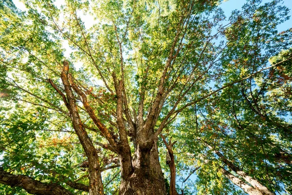 Grande árvore de verão tarde de baixo — Fotografia de Stock