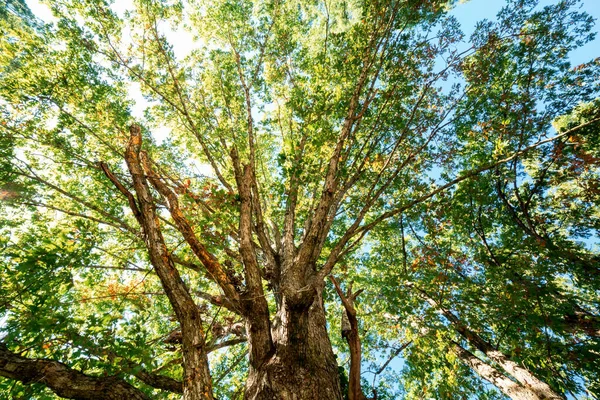 又大又晚的夏树 — 图库照片