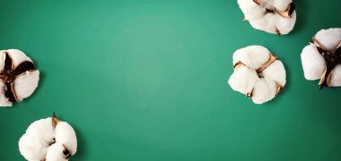 Beyaz pamuk çiçekleri