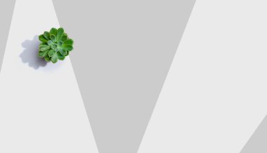 Tencerede sulu bir bitki