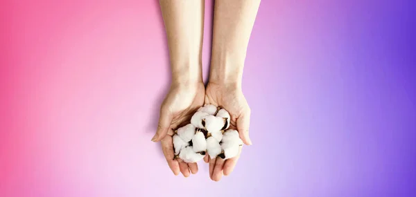 Weibliche Hände mit Baumwollblumen — Stockfoto