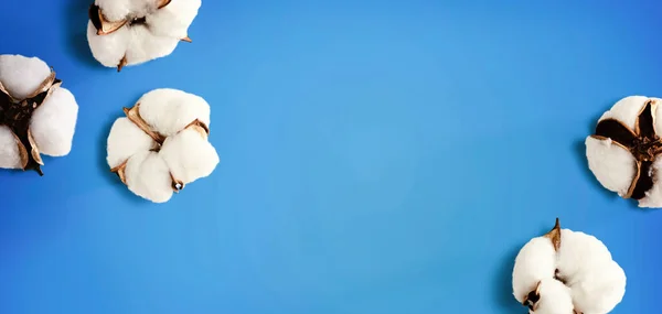 白い綿の花 — ストック写真