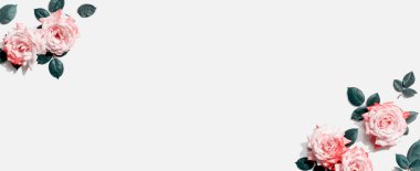 Yeşil yapraklı pembe güller