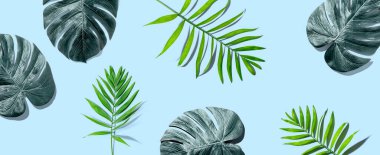 Tropical palm leaves from above clipart
