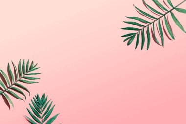 Tropik palmiye yaprakları yukarıdan