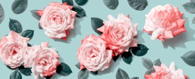 Yeşil yapraklı pembe güller