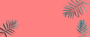 Tropik palmiye yaprakları yukarıdan