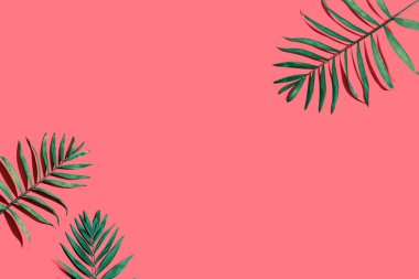 Tropik palmiye yaprakları yukarıdan