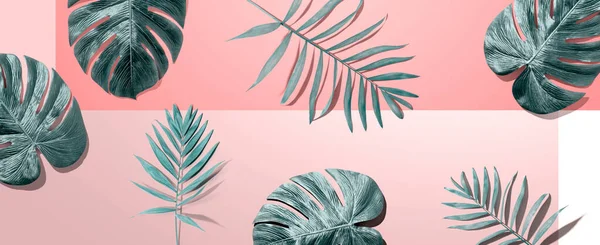 Folhas de palma tropicais de cima — Fotografia de Stock