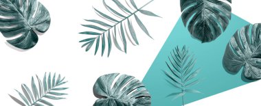 Tropik palmiye yaprakları yukarıdan