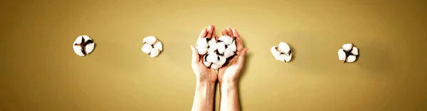 Kvinnliga händer håller bomullsblommor — Stockfoto