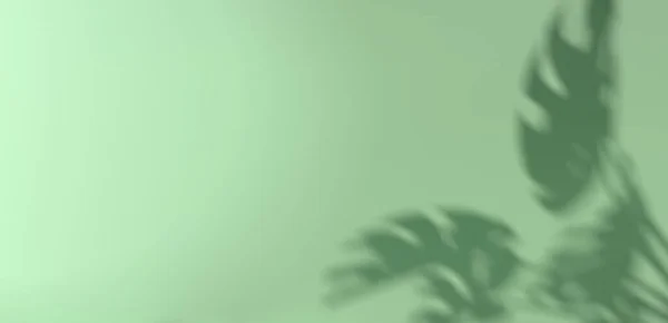 열 대 몽테 라스 잎사귀의 그림자 배경 — 스톡 사진