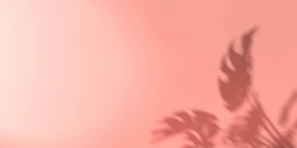Тіньовий фон з тропічних листя монстрів — стокове фото