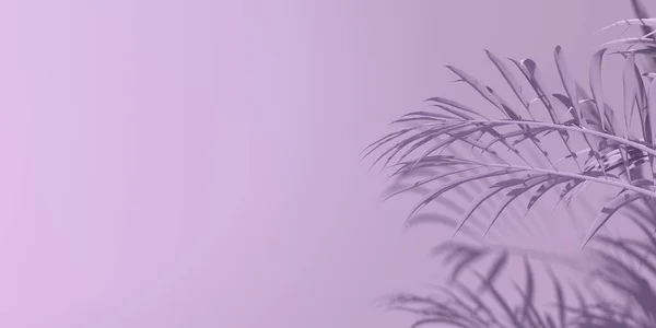 Tropické palmové listy se stínem — Stock fotografie