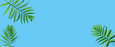 Tropik palmiye yaprakları yukarıdan