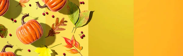 秋天的南瓜，叶色艳丽，俯瞰头顶 — 图库照片