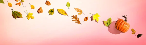 Calabaza de otoño con hojas coloridas vista aérea —  Fotos de Stock