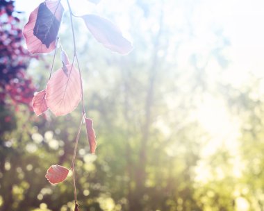 bulanık ağaçları ile kırmızı yaprakları