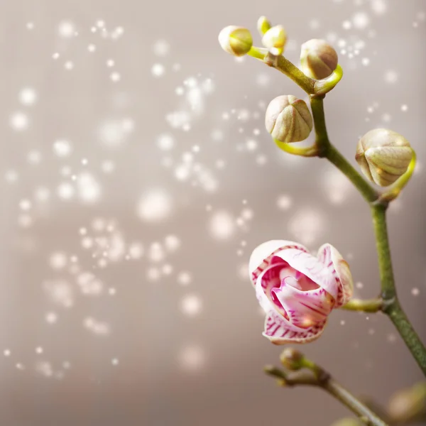 Flor de orquídea com fundo abstrato — Fotografia de Stock