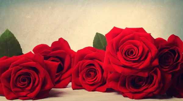 Vivid red roses — Stock Photo, Image