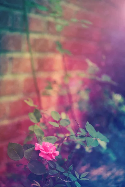 Ροζ τριαντάφυλλο στον κήπο — Φωτογραφία Αρχείου