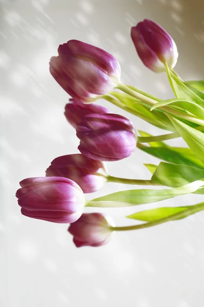 Paarse tulpen op zachte grijze achtergrond — Stockfoto