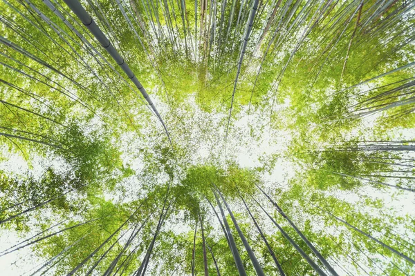 Дивлячись на бамбуковий ліс — стокове фото