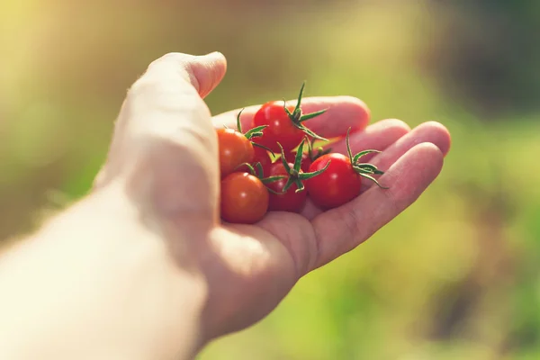 Holding fresh picked tomatoes outside in the sunlight — Stock Photo, Image