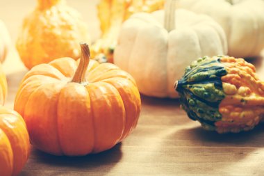 Sonbahar kabaklar ve squashes