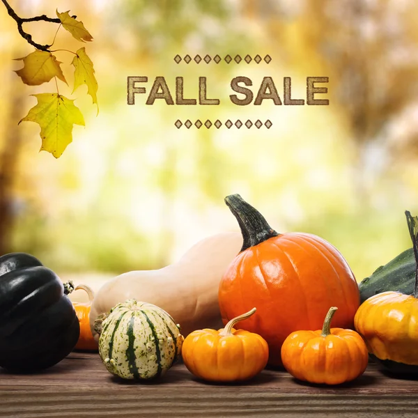 Satılık mesaj çeşitli pumpkins ile düşme — Stok fotoğraf