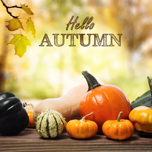 Olá mensagem de outono com abóboras sortidas — Fotografia de Stock