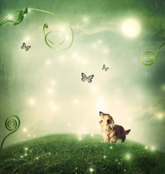 Маленькая такса с бабочками
