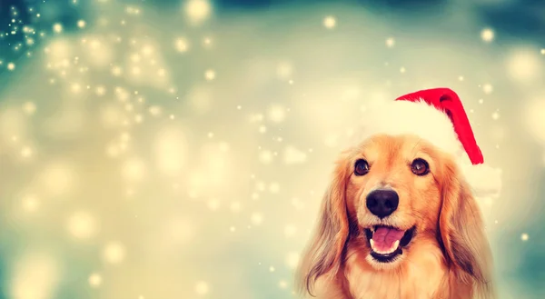 Tax hund bär Santa hatt — Stockfoto