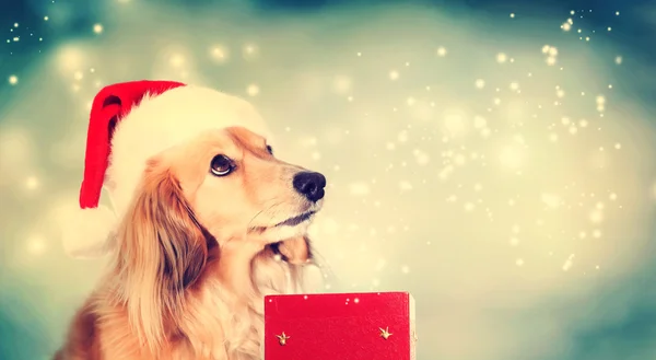 Dachshund wearing Santa hat with Christmas gift box — Stock Photo, Image