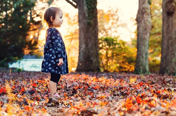 Ragazza del bambino in piedi fuori nelle foglie autunnali al tramonto — Foto Stock