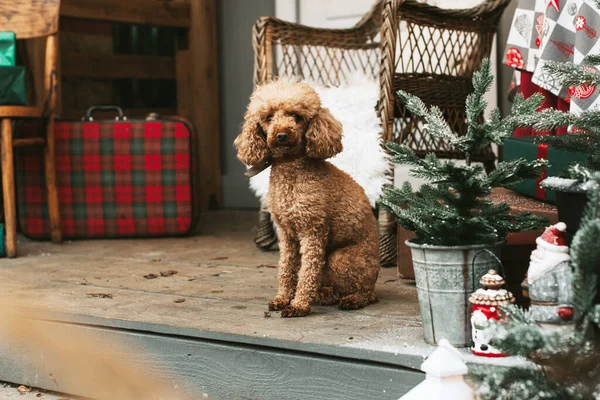 dog red poodle sitting on the porch of a house decorated for Christmas, backyard porch of the rural house decorated for Christmas, winter still life