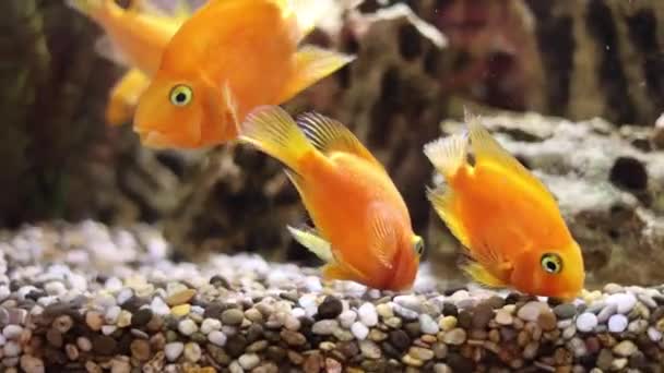 金魚ストック動画 ロイヤリティフリー金魚動画 Depositphotos 金魚ストック動画 ロイヤリティフリー金魚動画 Depositphotos