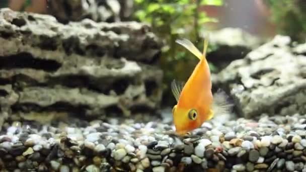 エンゼルフィッシュストック動画 ロイヤリティフリーエンゼルフィッシュ動画 Depositphotos