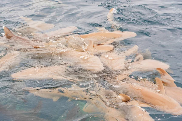 feeding sharks, reef sharks gathered underwater for feeding in the Indian Ocean