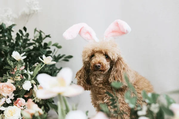 apricot poodle dog with rabbit ears sits next to bouquets of flowers, the concept of a Happy Easter with a pet