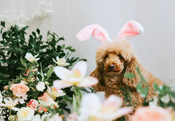 apricot poodle dog with rabbit ears sits next to bouquets of flowers, the concept of a Happy Easter with a pet