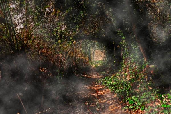 Misterioso Sentiero Nel Bosco Oscuro Passaggio Nel Bosco Con Luci — Foto Stock