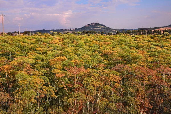 Campo Dill Zona Rural Emília Romanha Com Aldeia Bertinoro Segundo — Fotografia de Stock