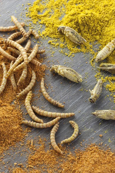 Ehető sült és fűszeres rovarok Stock Kép