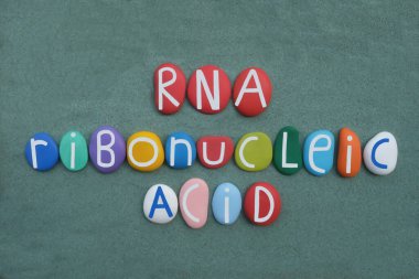 RNA, Ribonükleik asit, genlerin kodlanması, çözülmesi, düzenlenmesi ve ifade edilmesinde biyolojik rollerde çok önemli bir polimerik molekül. Yeşil kum üzerinde el yapımı çok renkli taş harflerle bestelenmiş eşsiz bir logo.